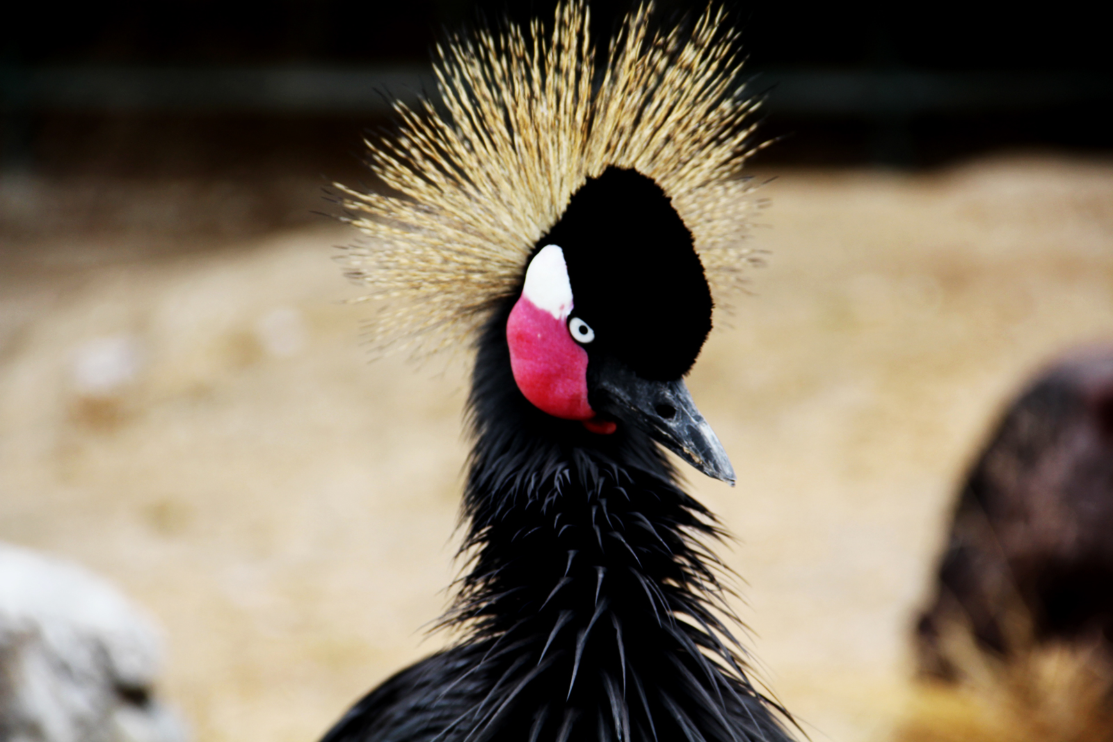 Black Crowned Crane