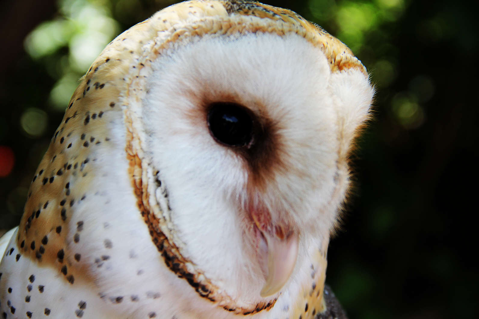 Beautiful Barn Owl