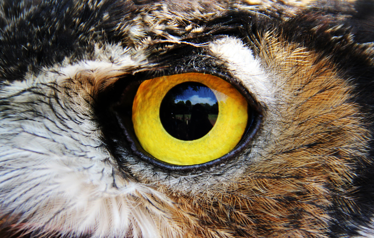 Yellow eye