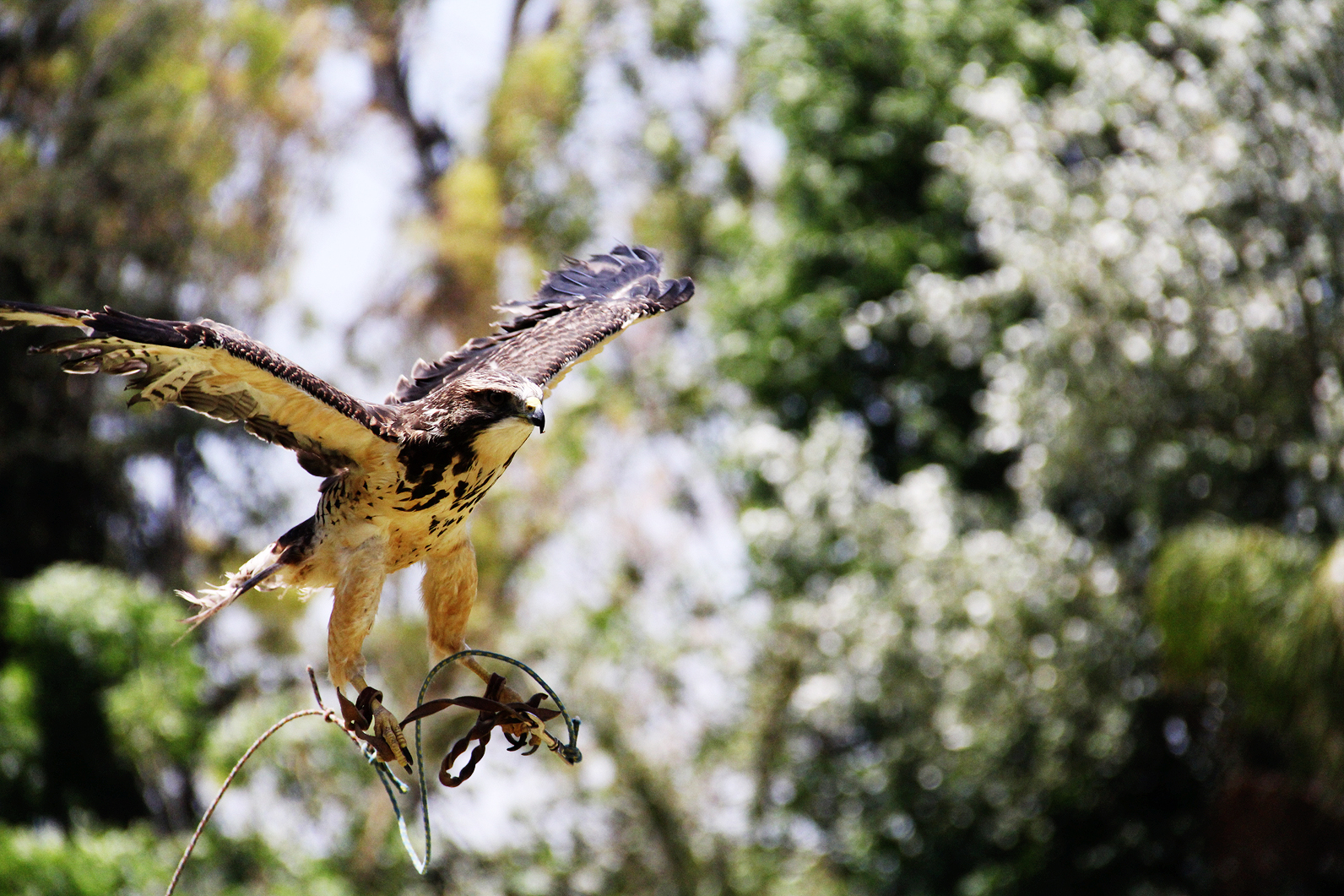 Swaisoni in flight