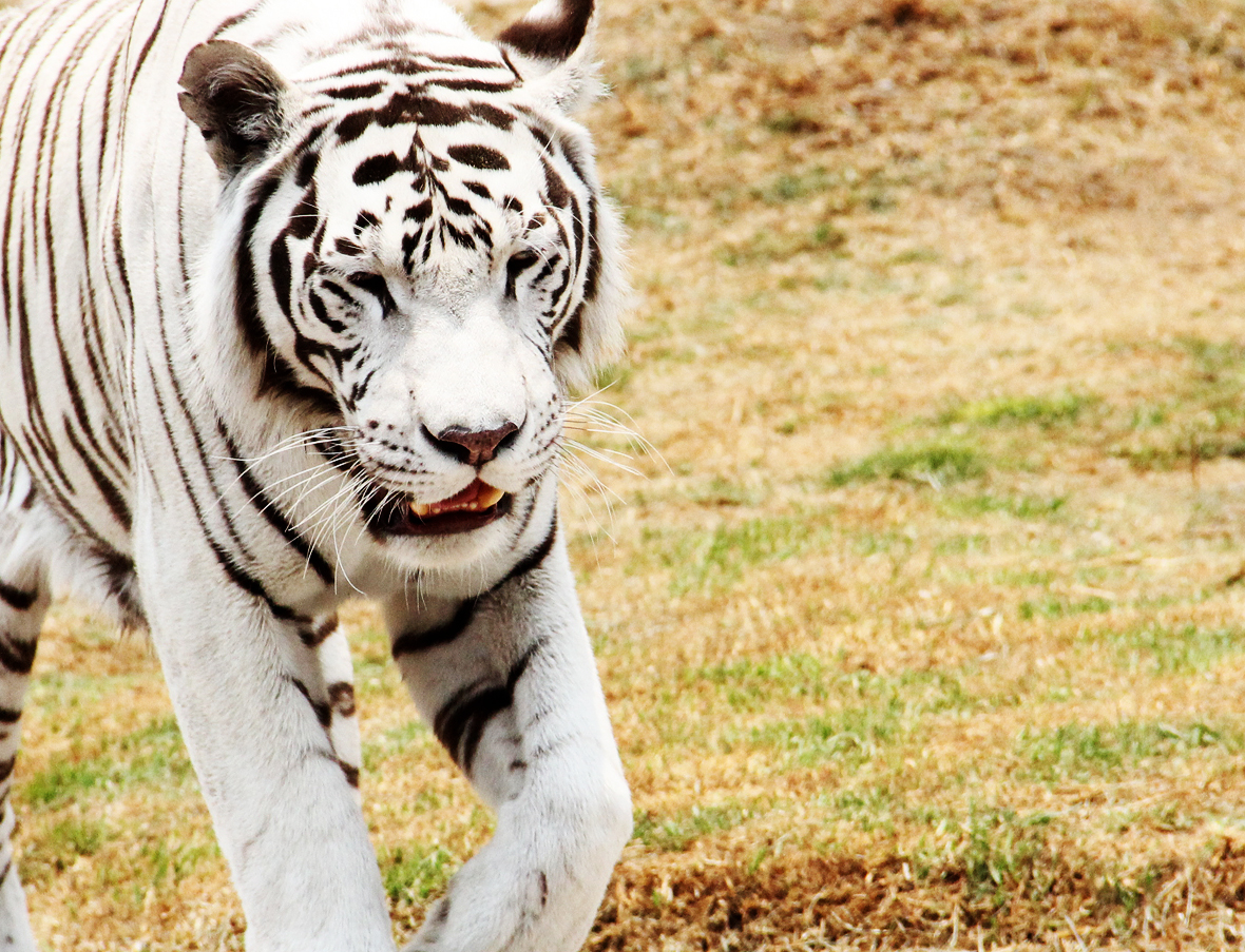 Raghu walking