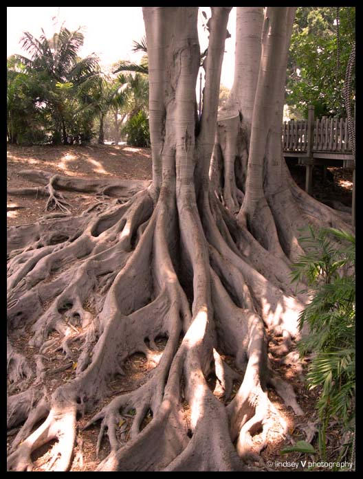 Roots by BlueCanaryy on DeviantArt