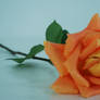 Orange Rose 2