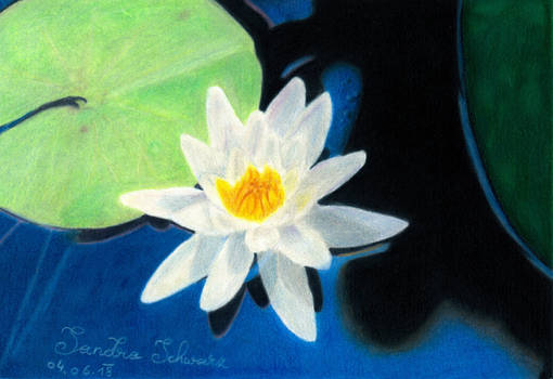 Waterlily - CPM Challenge