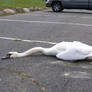 dead swan