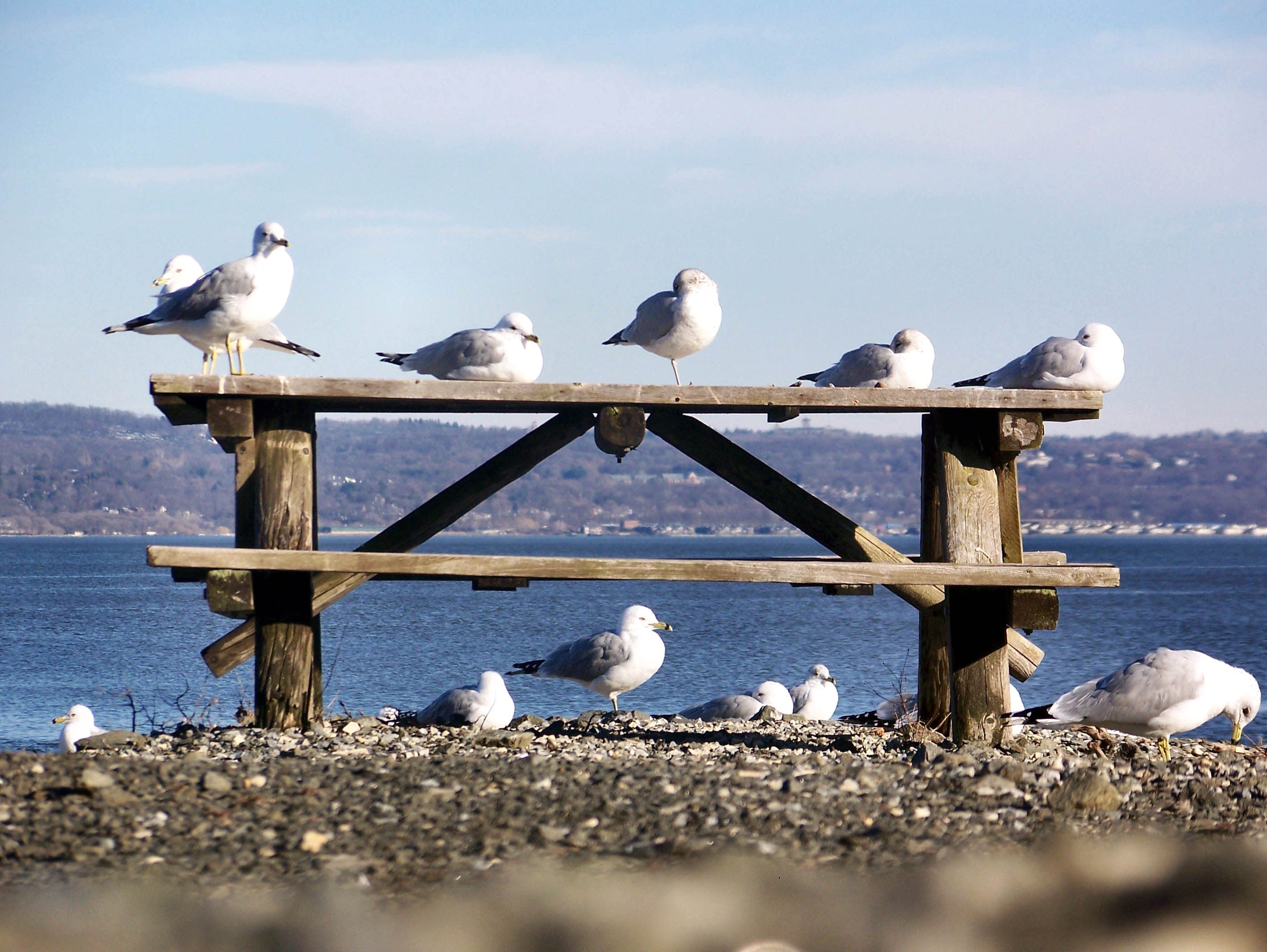 gulls on a table