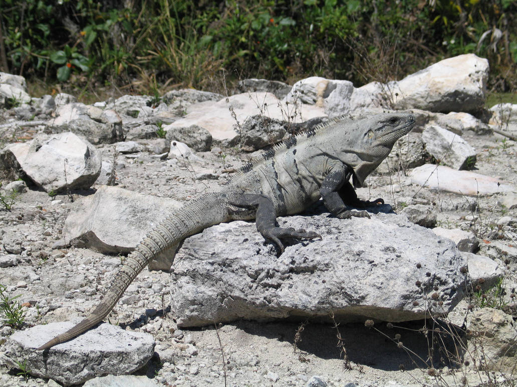 Lizard From Add and more lizards by bipolargenius on DeviantArt