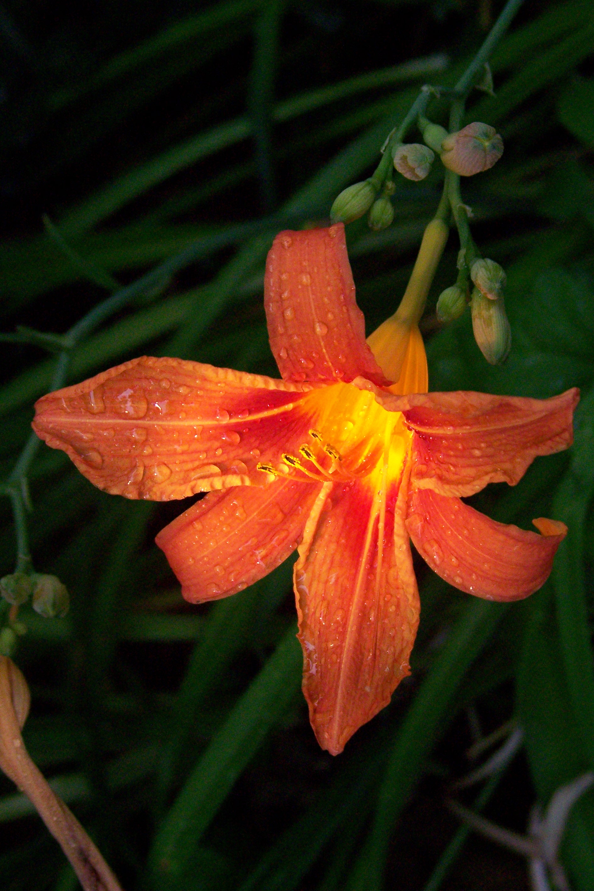 orange flower