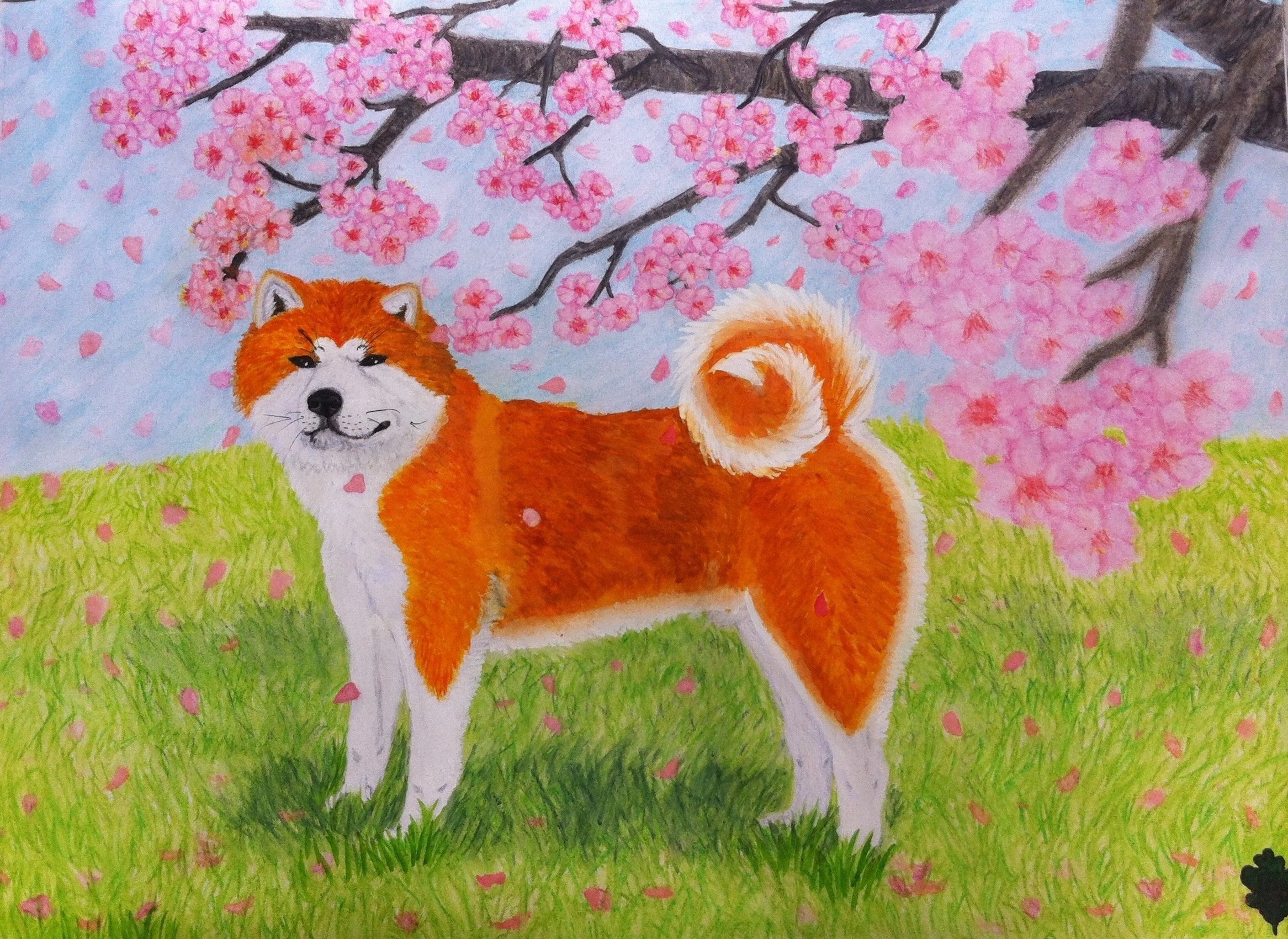 Akita and Cherry Blossom