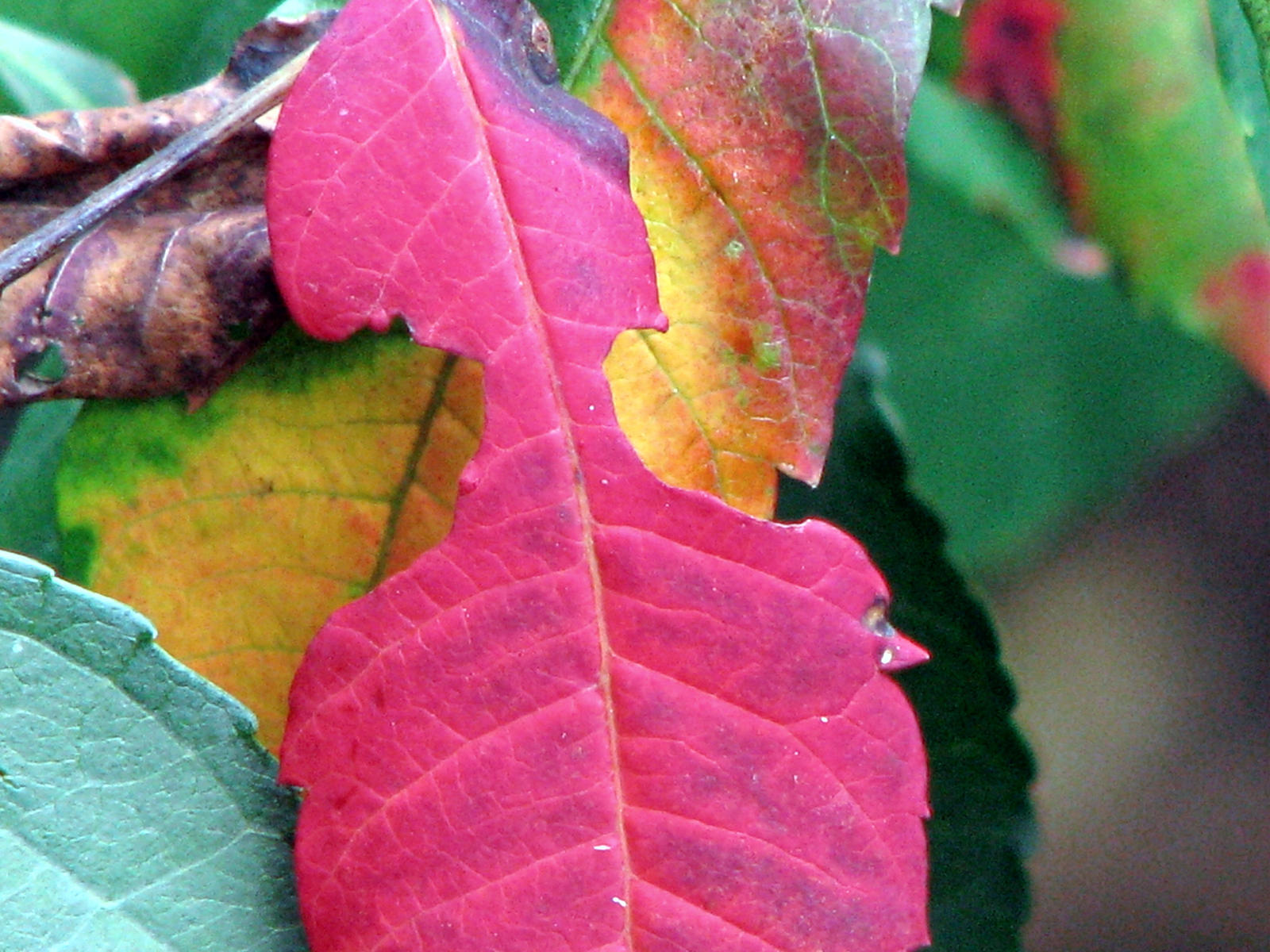 signs of autumn