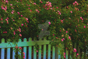 pink and a picket fence