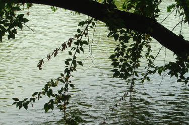 tree on the water.