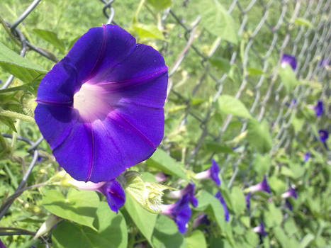 ipomoea purpurea