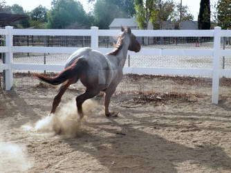 Remington My Red Roan