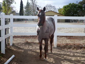 Remington My Red Roan