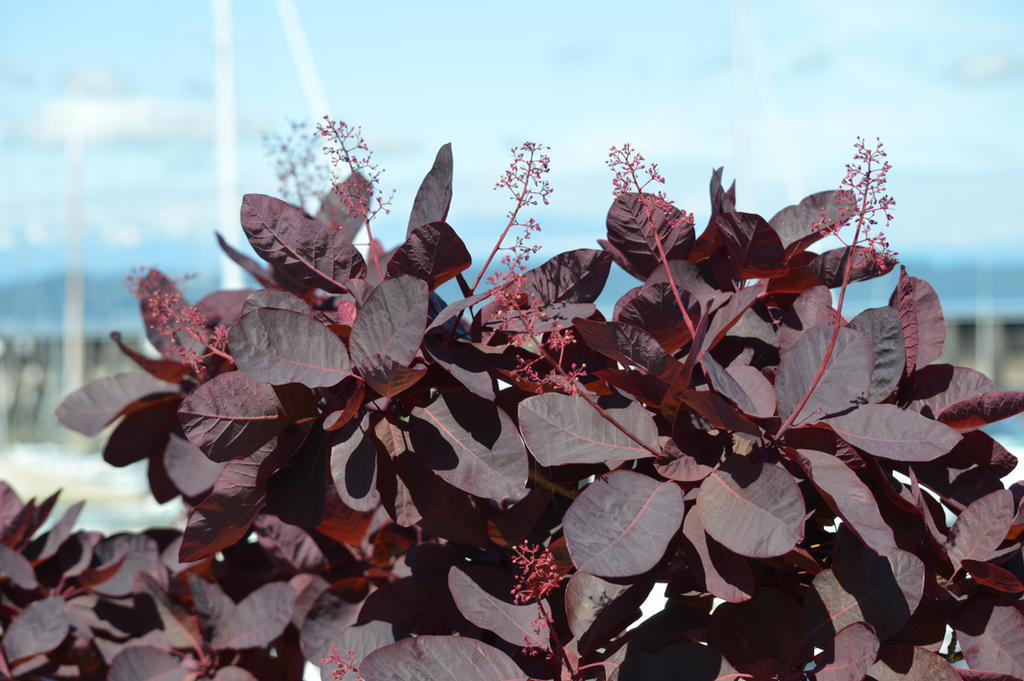 Edmonds Flower Edmonds 2016 (8) by MajorLeague55 on DeviantArt
