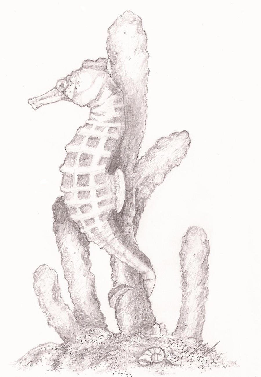 Seahorse