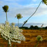 Budded Wheat Feild