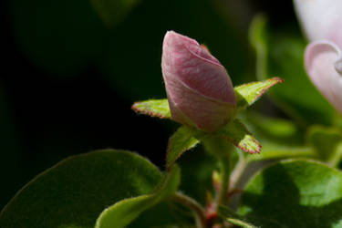 Pink Bud