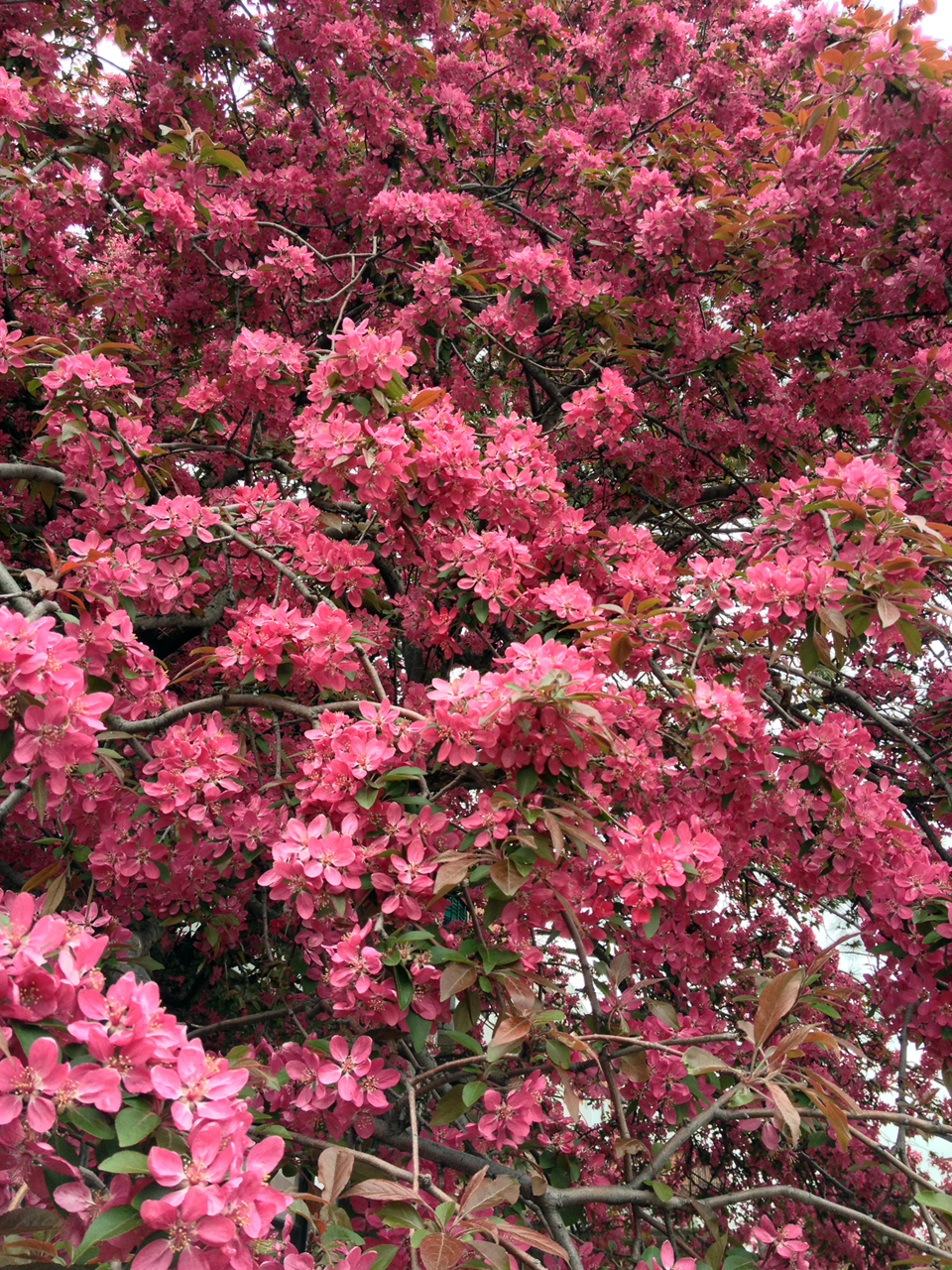 Dark Crabapple Blossoms