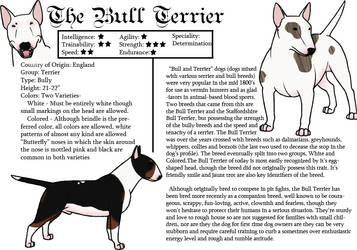 Bull Terrier Breed Sheet
