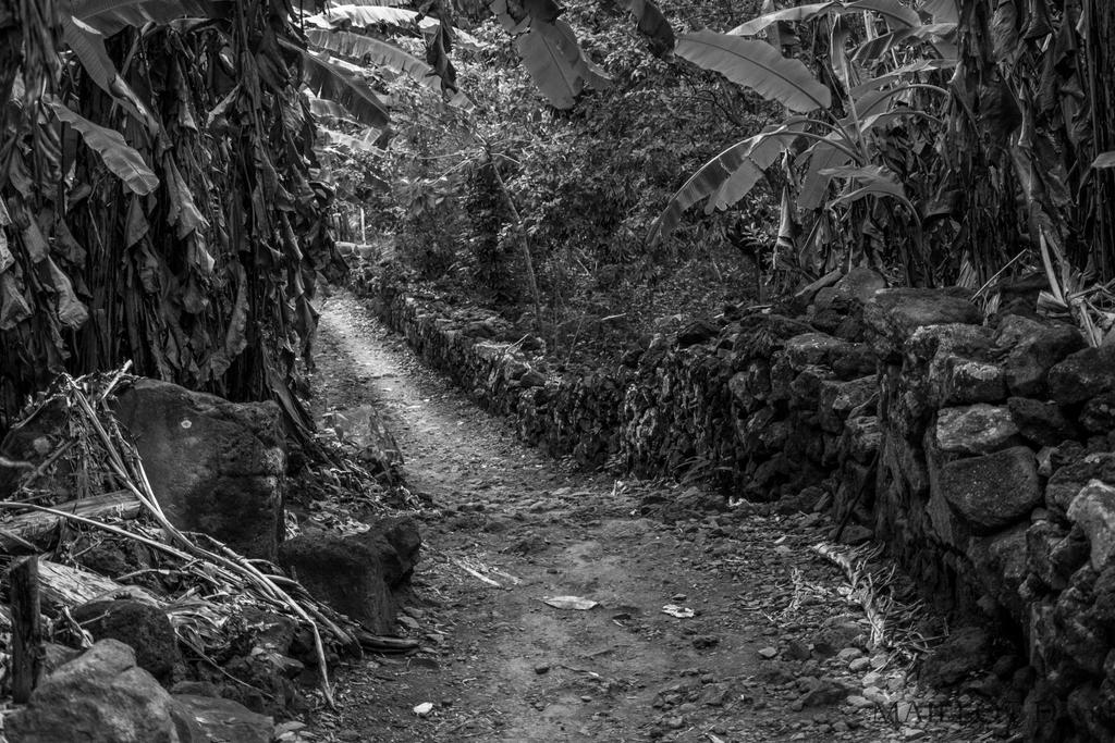 sentier dassy ile de la reunion by dada97432 on DeviantArt