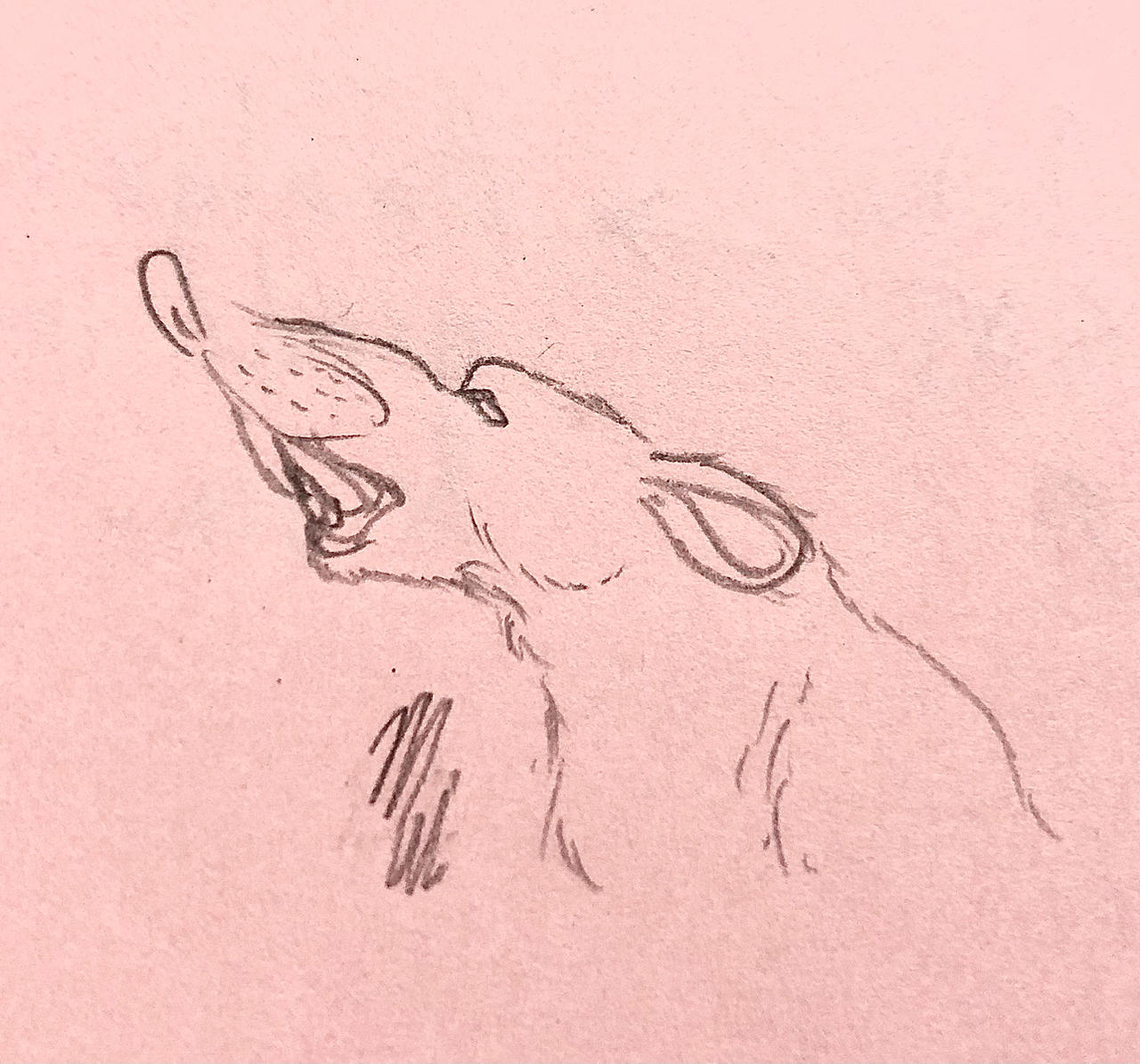 Rat Deviantart Rat by tollingretrieverart on DeviantArt