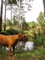 Dog in Kenya