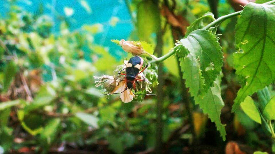 Bitachi Insecto bug by titinacho on DeviantArt
