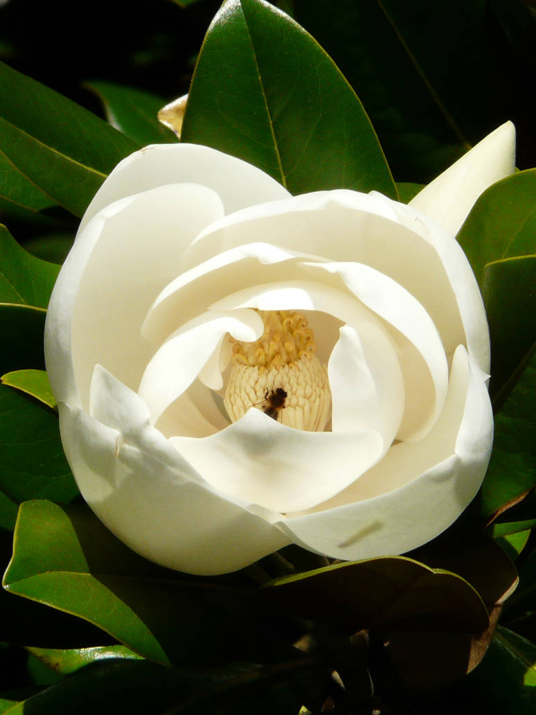 Magnolia con abeja by calyrivas on DeviantArt