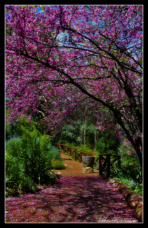 Spring in Araluen