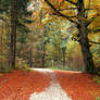 Autumn Forest 10