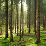Autumn Forest 11