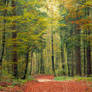 Autumn Forest 14