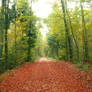 Autumn Forest 15