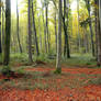 Autumn Forest 16