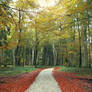 Autumn Forest 18