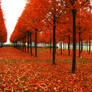 Red Morning I