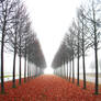 Leaves are Falling..II