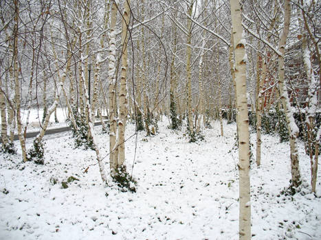 Snowy Path II