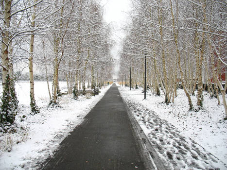 Snowy Path III