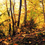 Autumn V