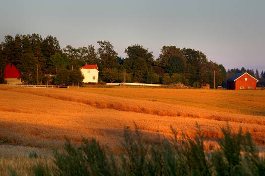 Fields of Gold