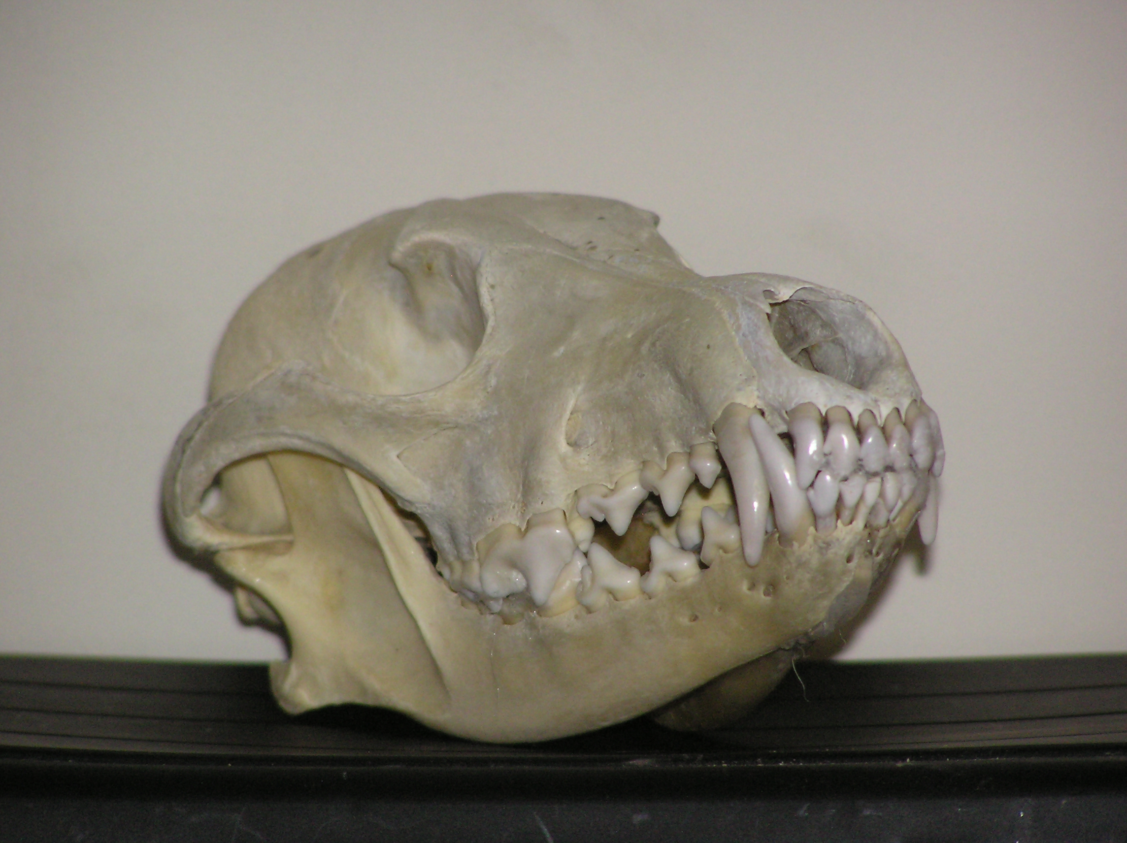 Wolf Skull 2