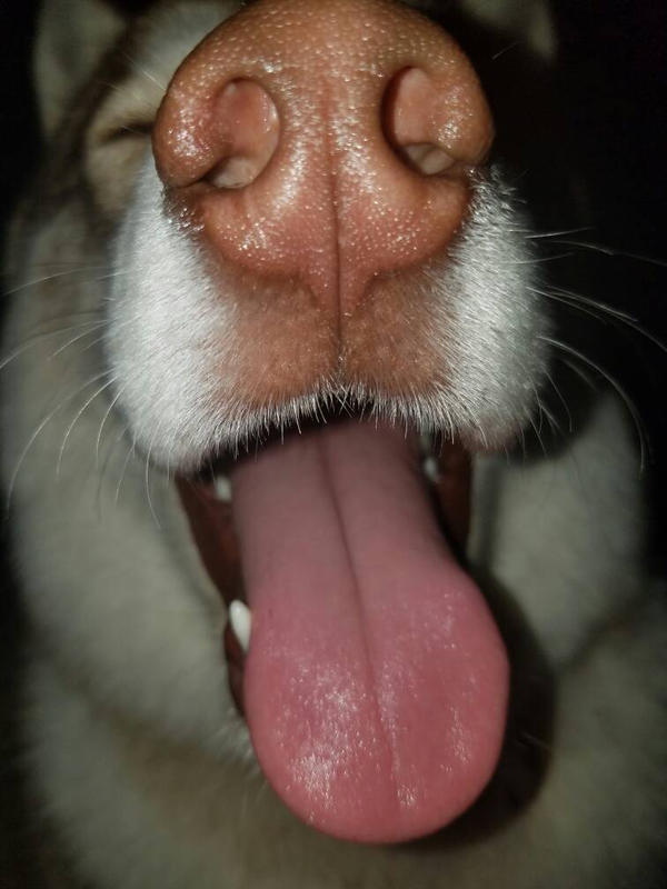 vinny tongue 