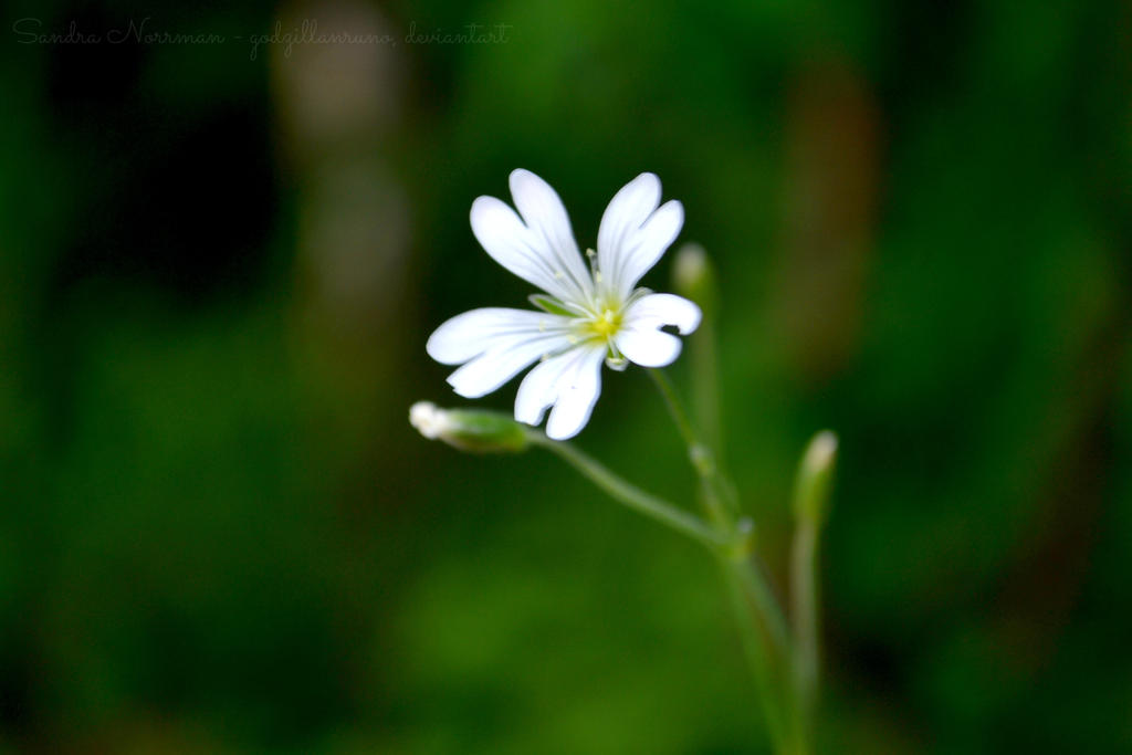 Random flower from the forest near my house.