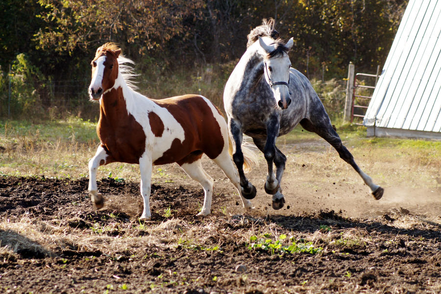 Horse Leaping Stock