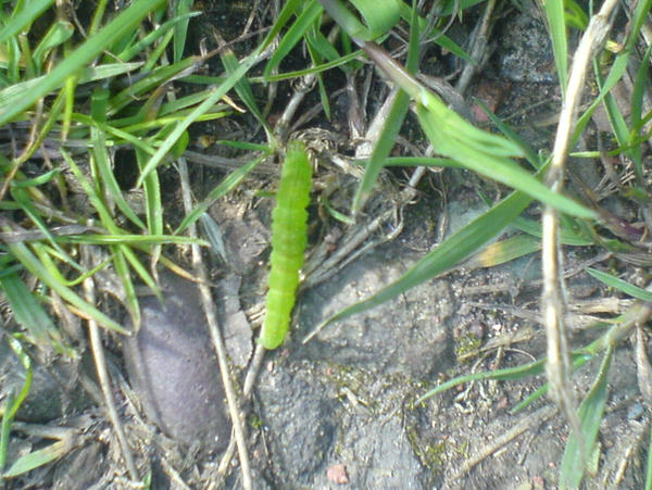 LITTLE GREEN CATAPILLAR