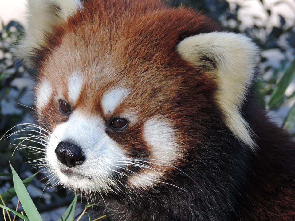 Lessser Panda lesser panda by FUMIKAS on DeviantArt