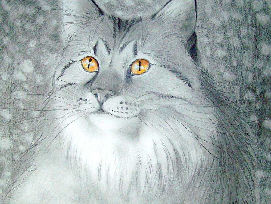 Maine Coon Cat Sketch by VeronicaRosejones on DeviantArt